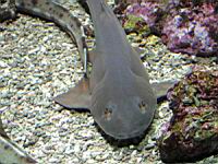 Requin non determine (Brest, Oceanopolis) (2).jpg